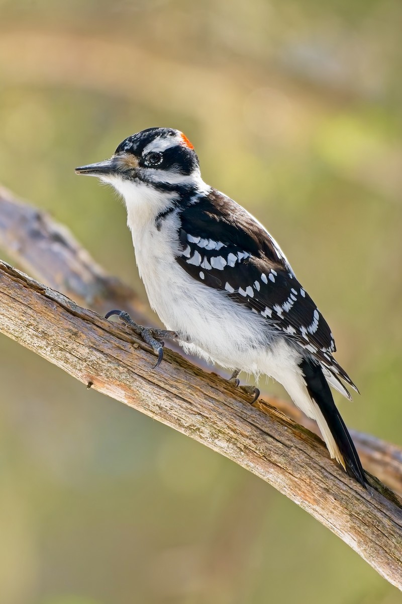 strakapoud americký - ML632717303