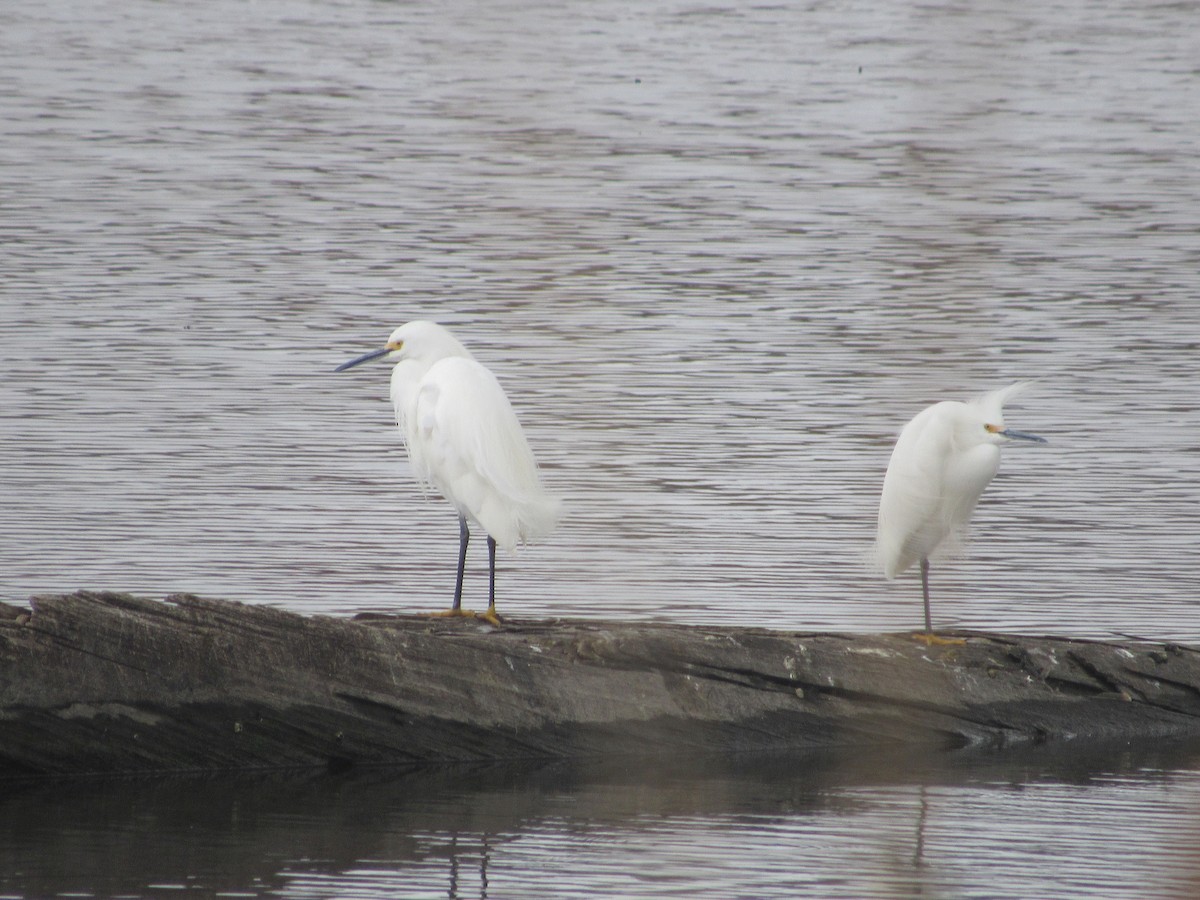 Snowy Egret - ML632717497