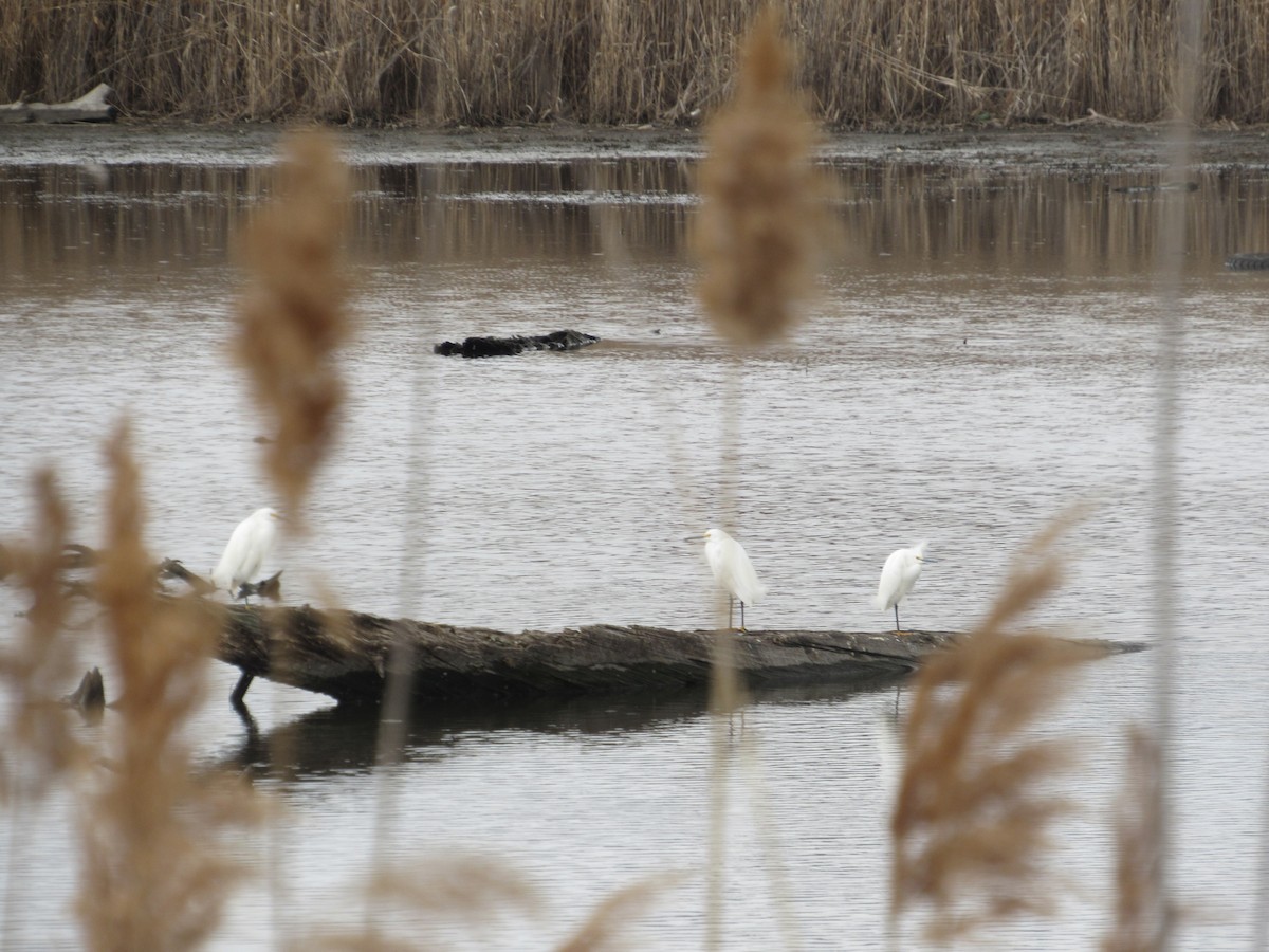Snowy Egret - ML632717498