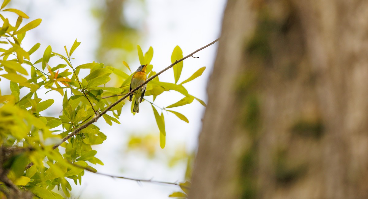Northern Parula - ML632717563
