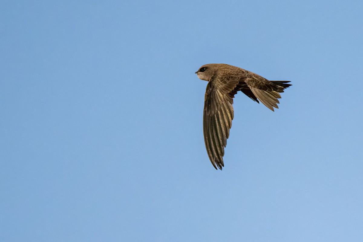 Bradfield's Swift - ML632717579