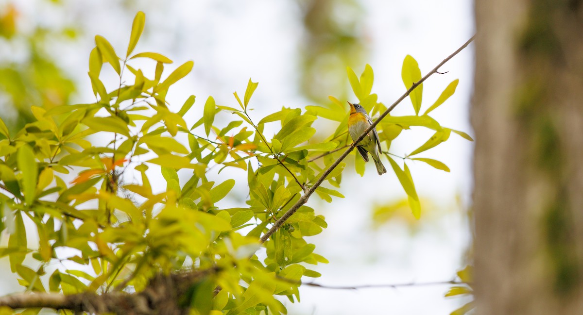 Northern Parula - ML632717585
