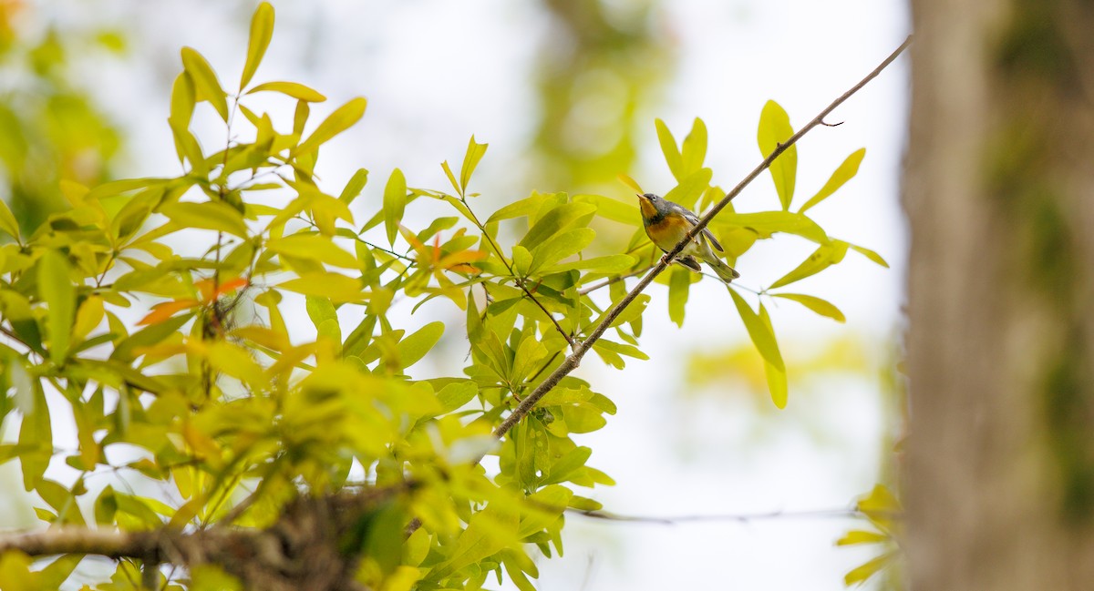Northern Parula - ML632717599