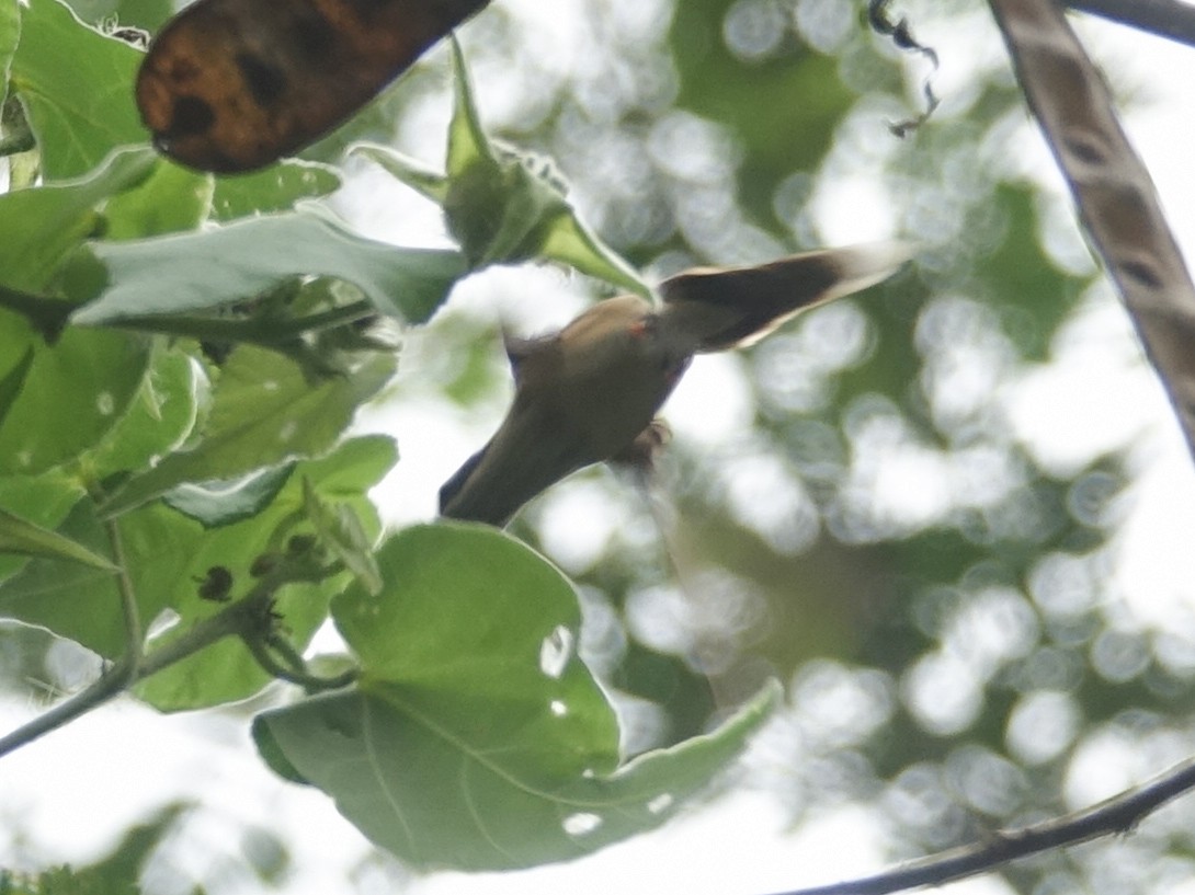 Stripe-throated Hermit - ML632717604