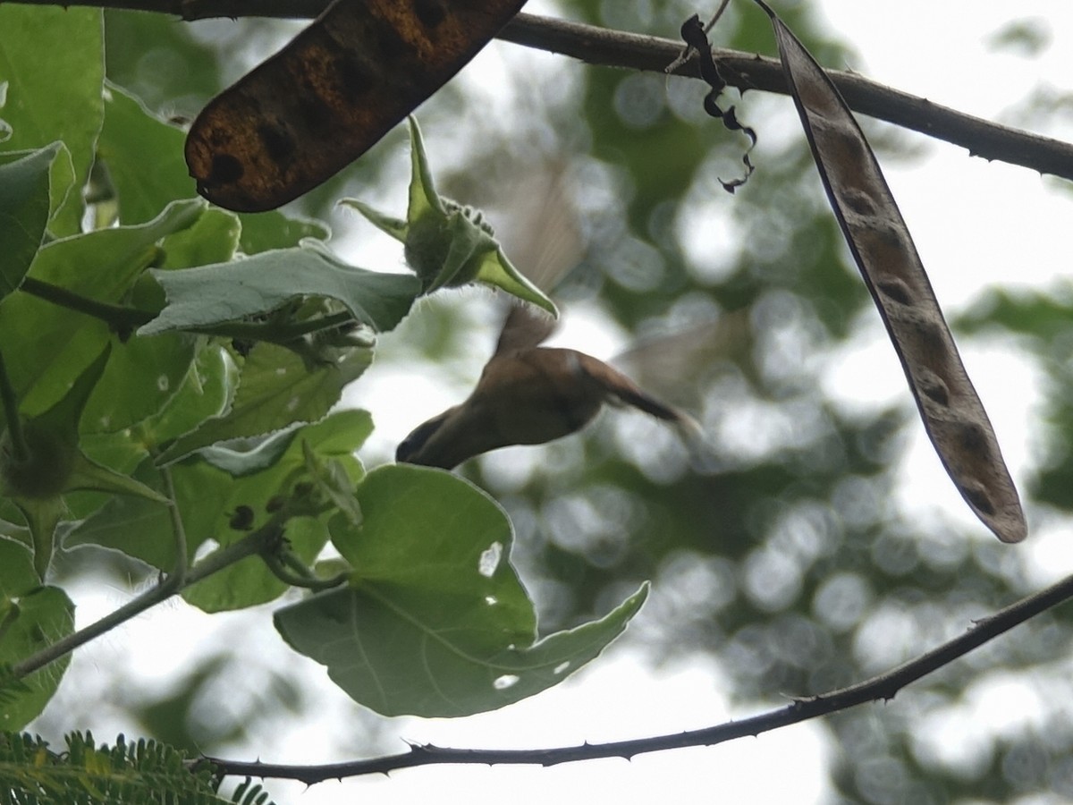 Stripe-throated Hermit - ML632717605