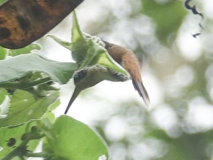 Stripe-throated Hermit - ML632717606