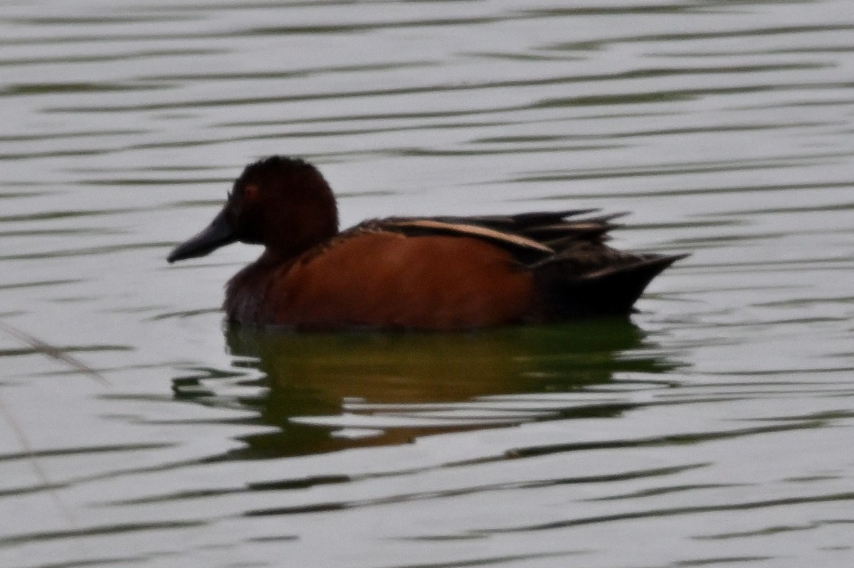 Cinnamon Teal - ML632717654