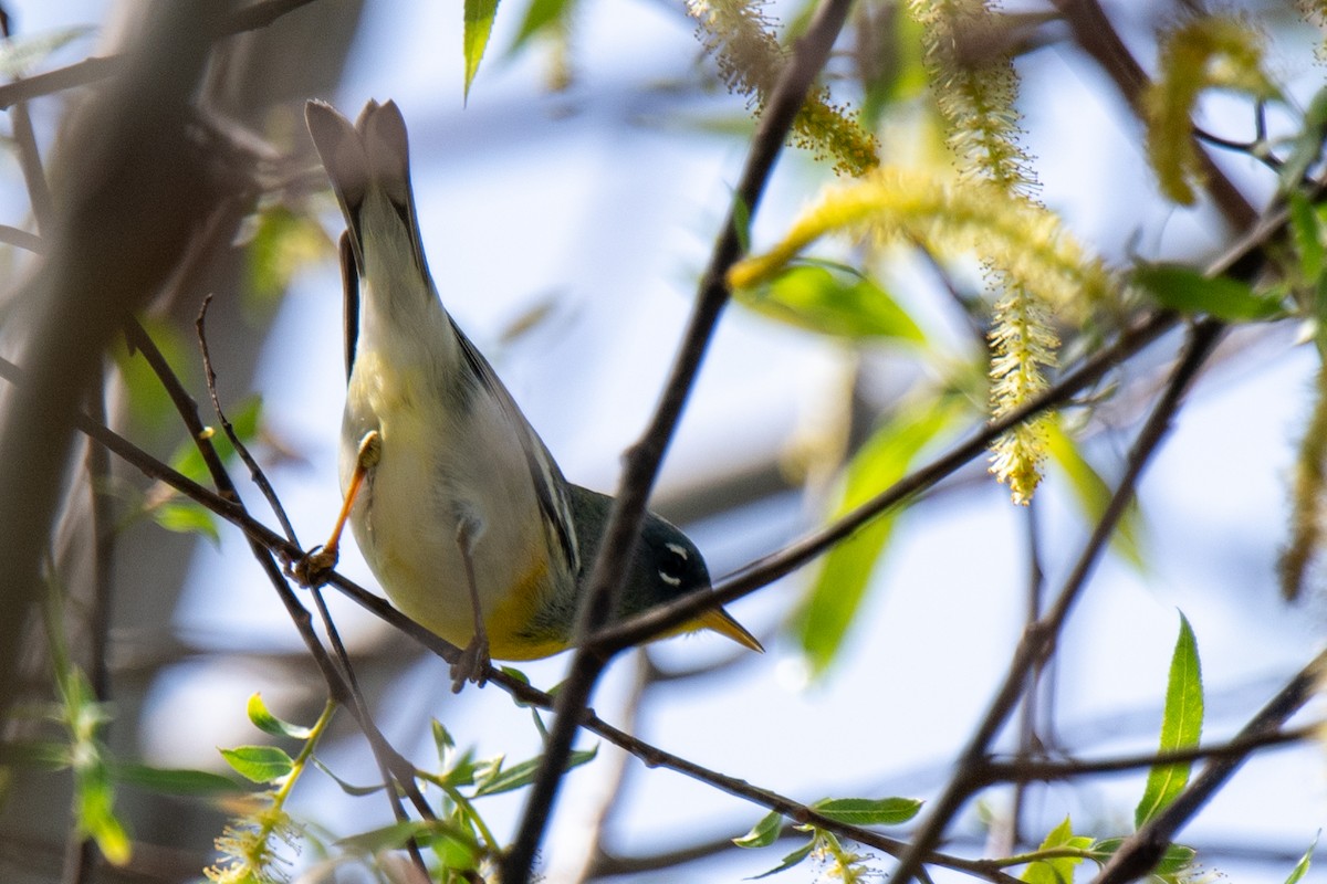 Northern Parula - ML632717671