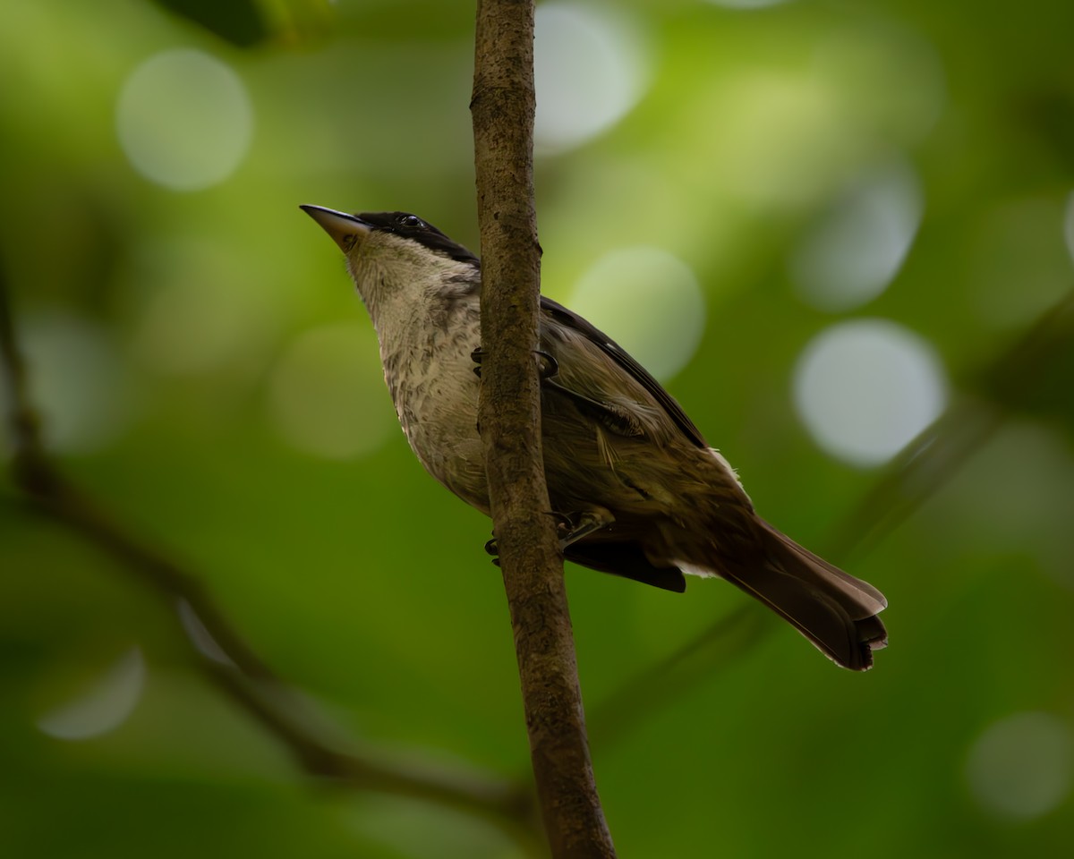 Puerto Rican Tanager - ML632717782