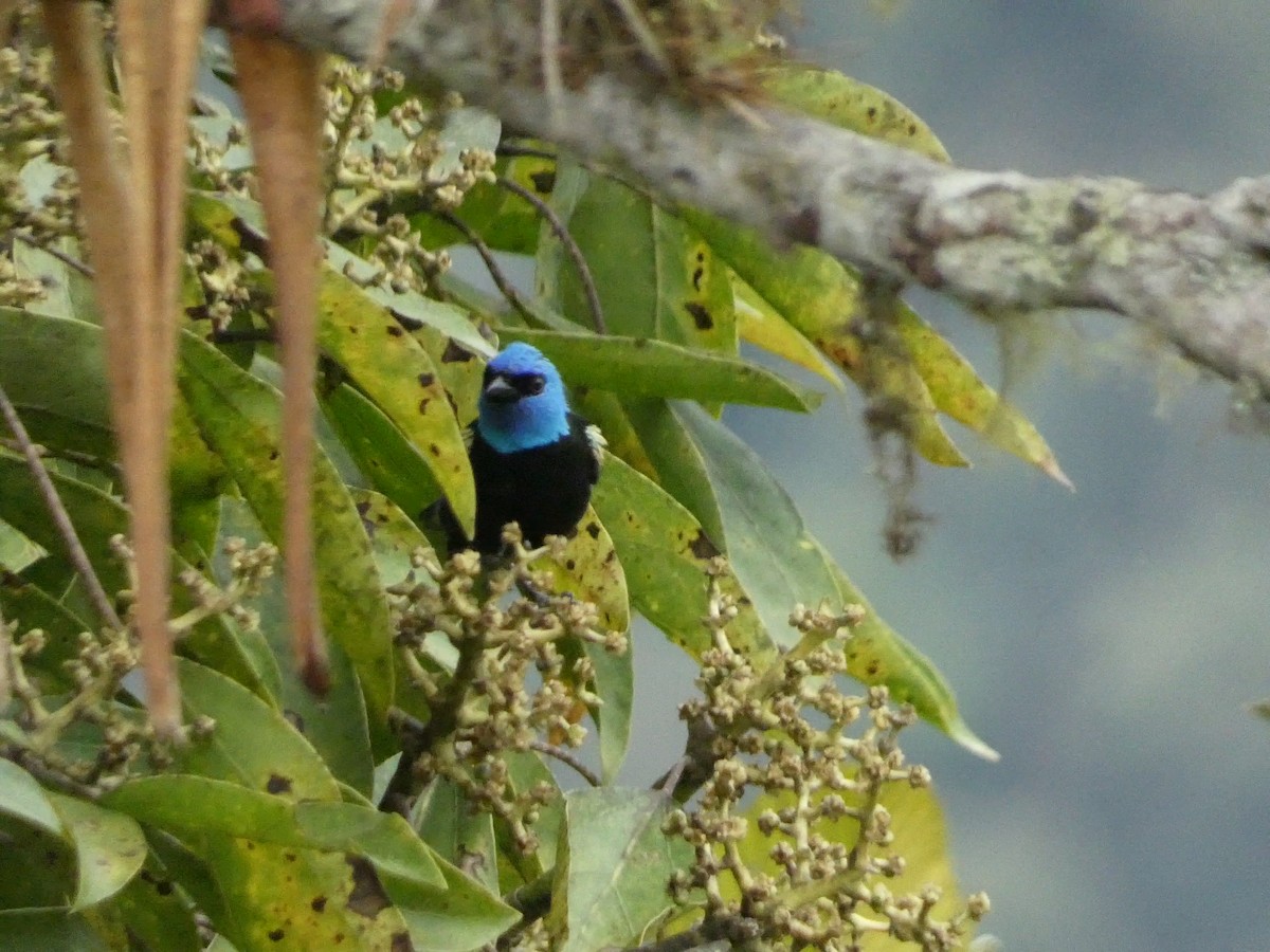Blue-necked Tanager - ML632717882