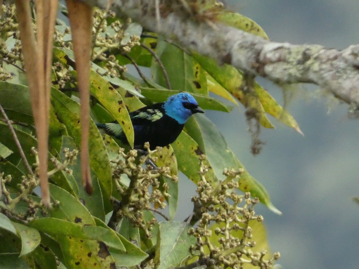 Blue-necked Tanager - ML632717883