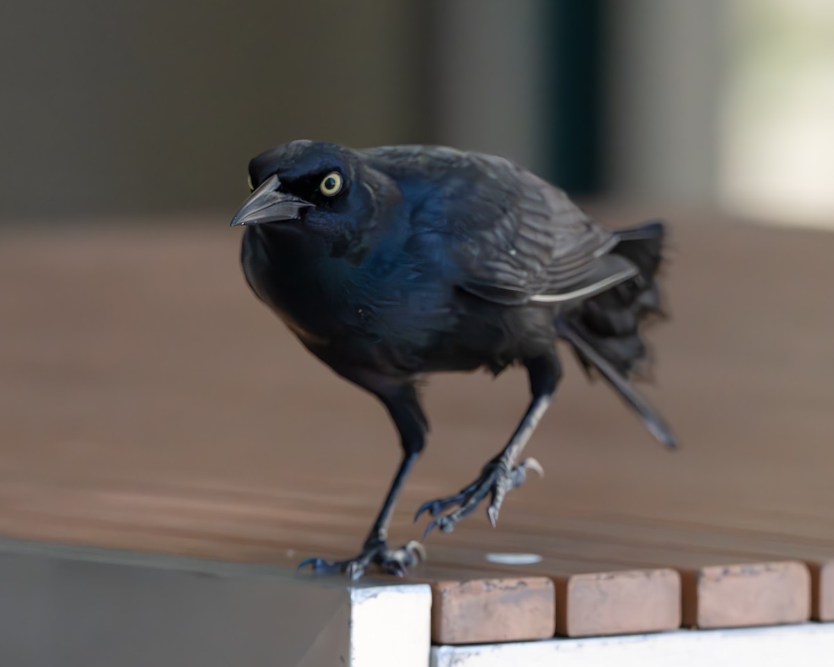Greater Antillean Grackle - ML632718167