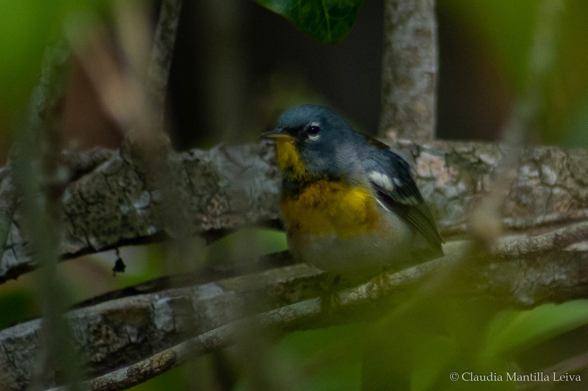 Northern Parula - ML632718173