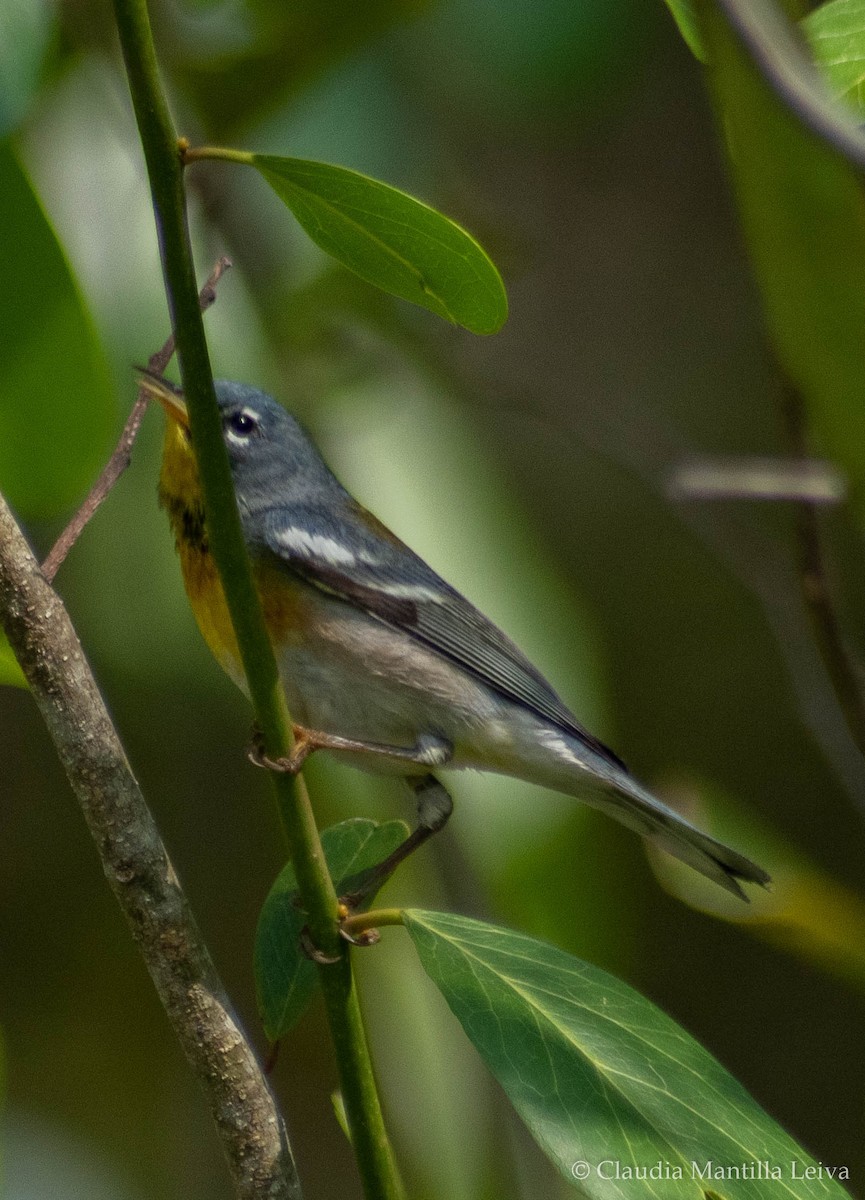 Northern Parula - ML632718174
