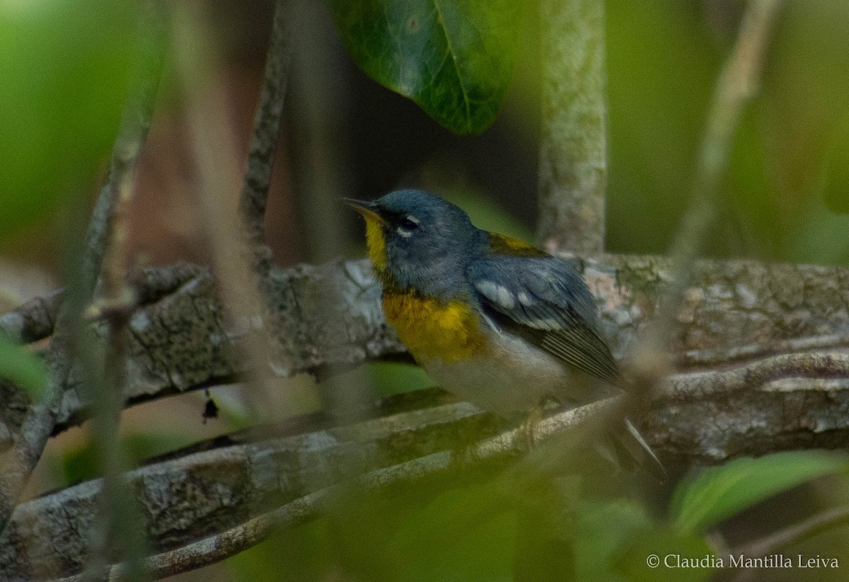 Northern Parula - ML632718175