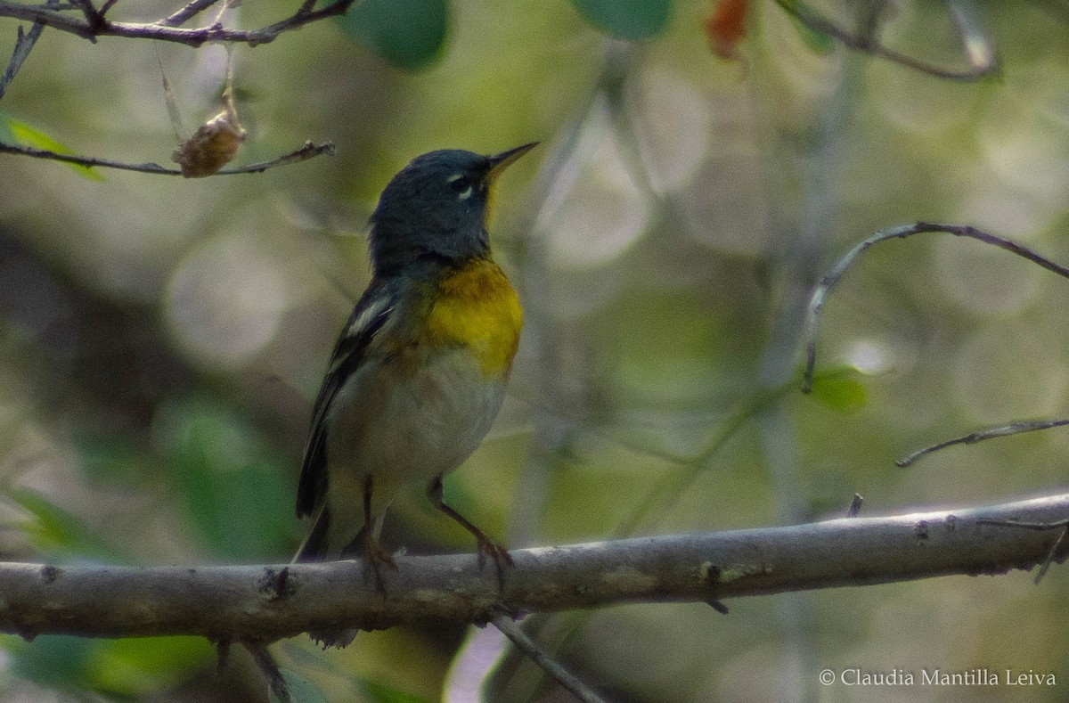 Northern Parula - ML632718176