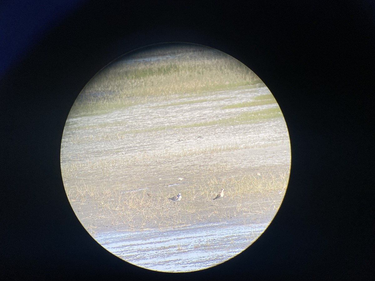 Prärie-Goldregenpfeifer - ML632718223