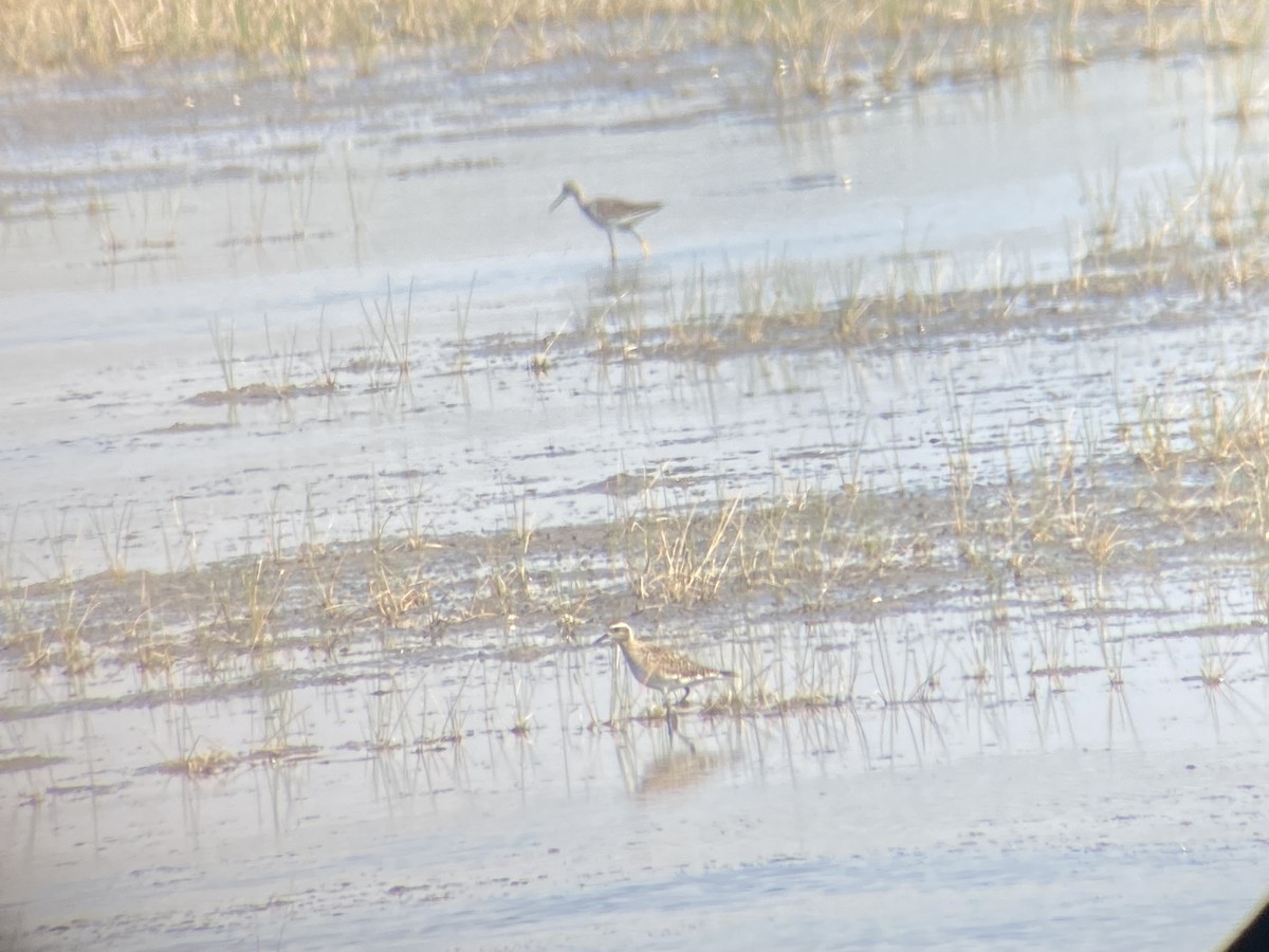 Prärie-Goldregenpfeifer - ML632718225