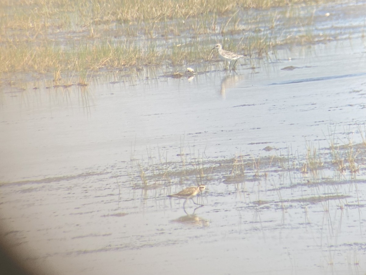 Prärie-Goldregenpfeifer - ML632718226