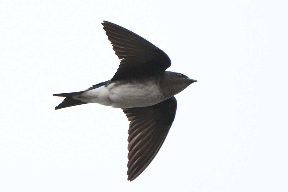 Gray-breasted Martin - ML632718306
