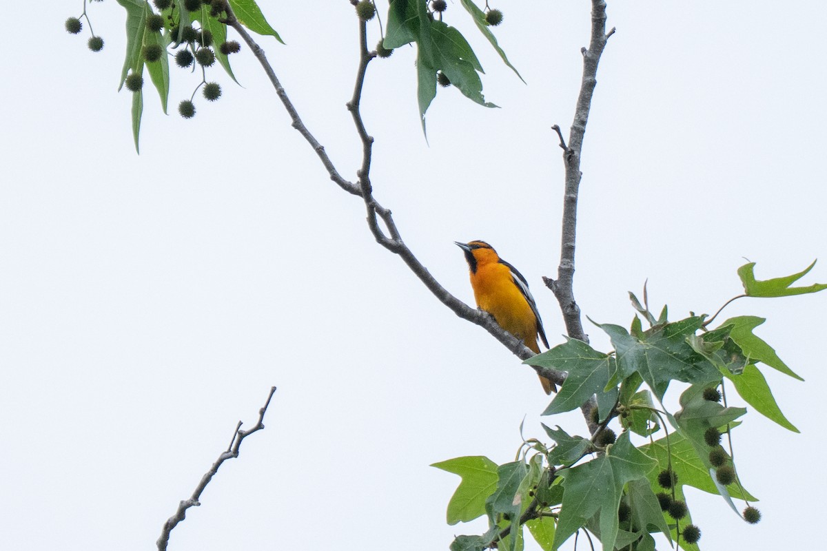 Bullock's Oriole - ML632718319