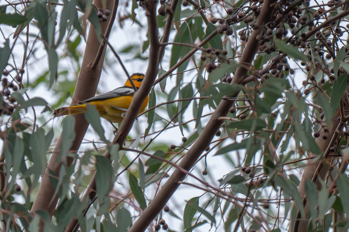 Bullock's Oriole - ML632718321