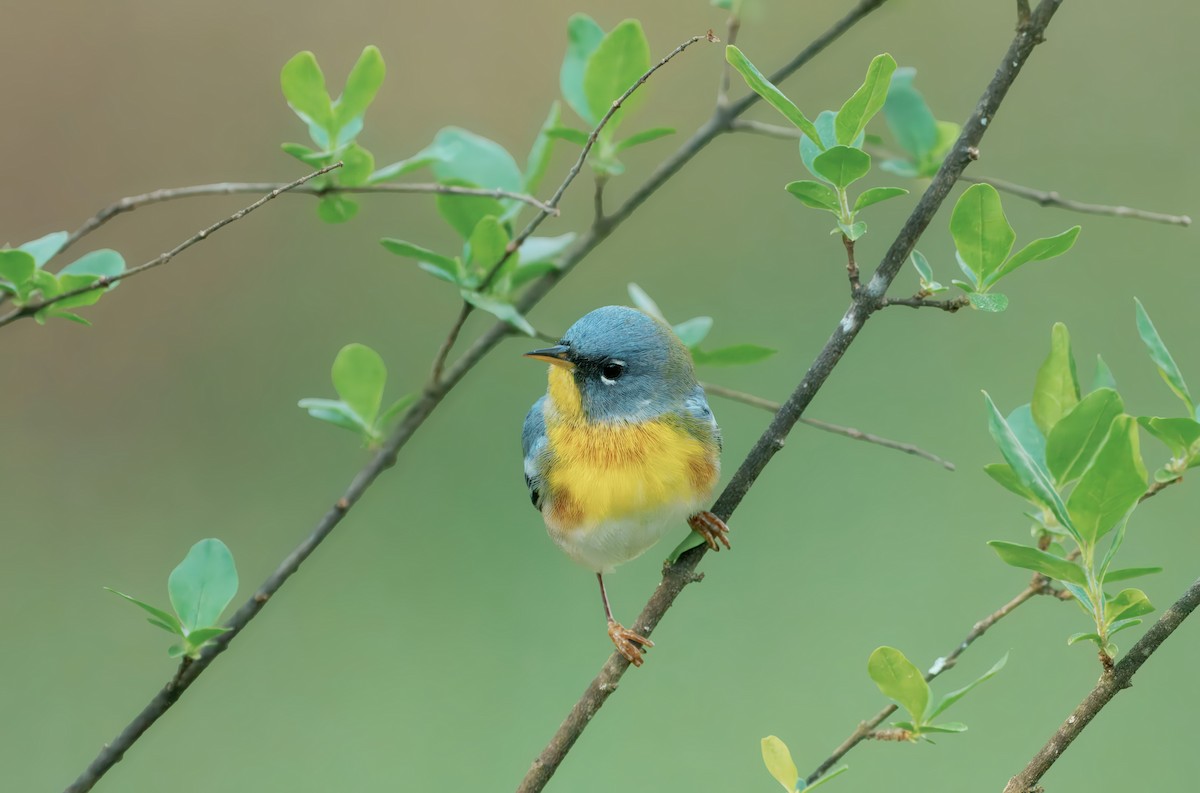Northern Parula - ML632718450