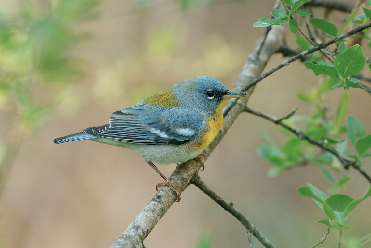 Northern Parula - ML632718451
