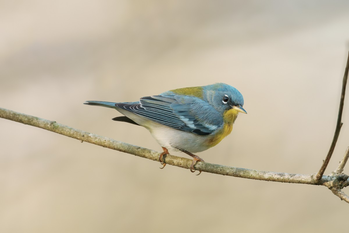 Northern Parula - ML632718452