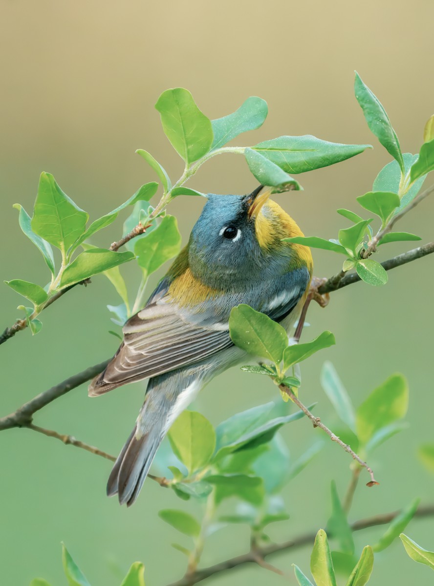 Northern Parula - ML632718453