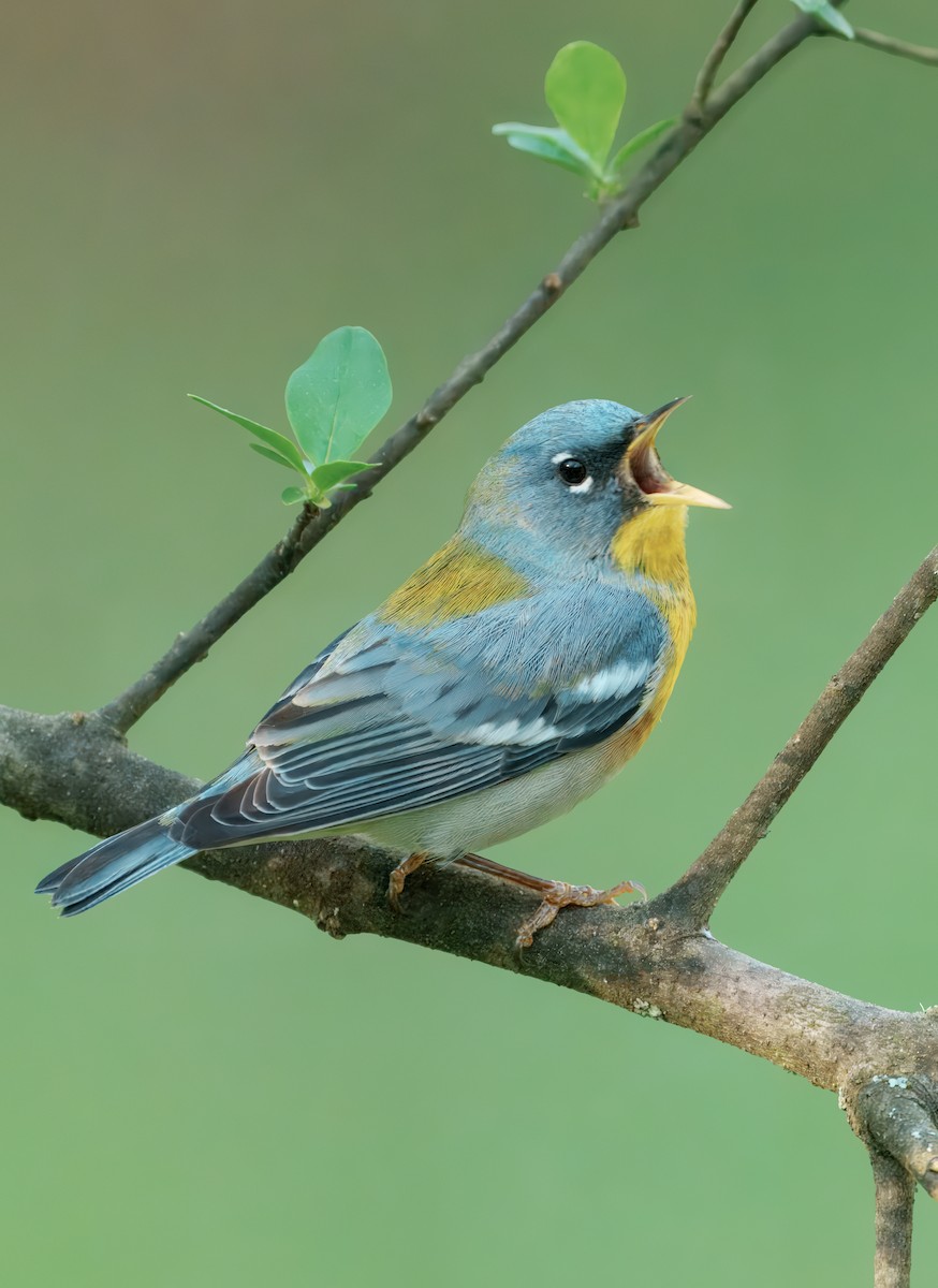 Northern Parula - ML632718454