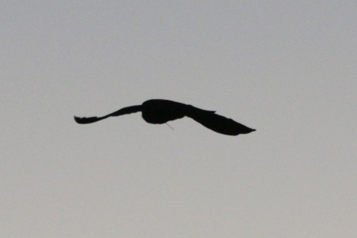 Short-eared Owl - ML632718554