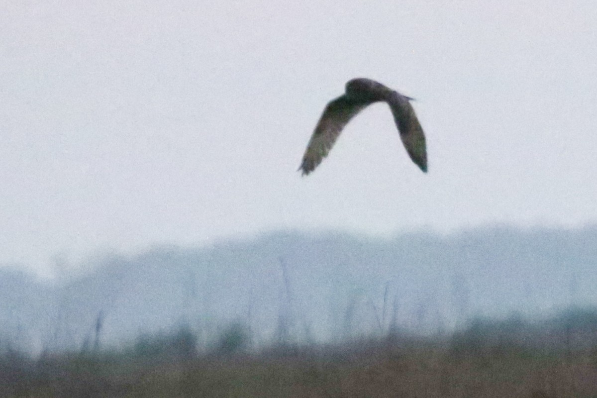 Short-eared Owl - ML632718555