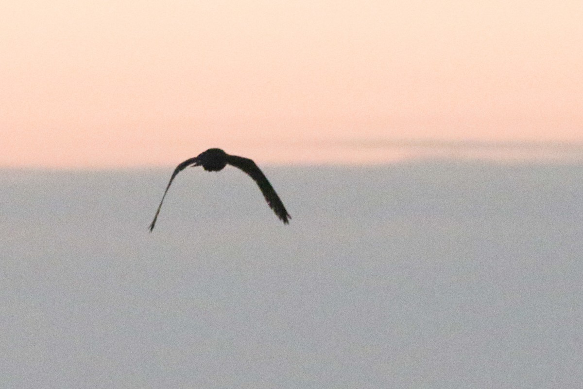 Short-eared Owl - ML632718556