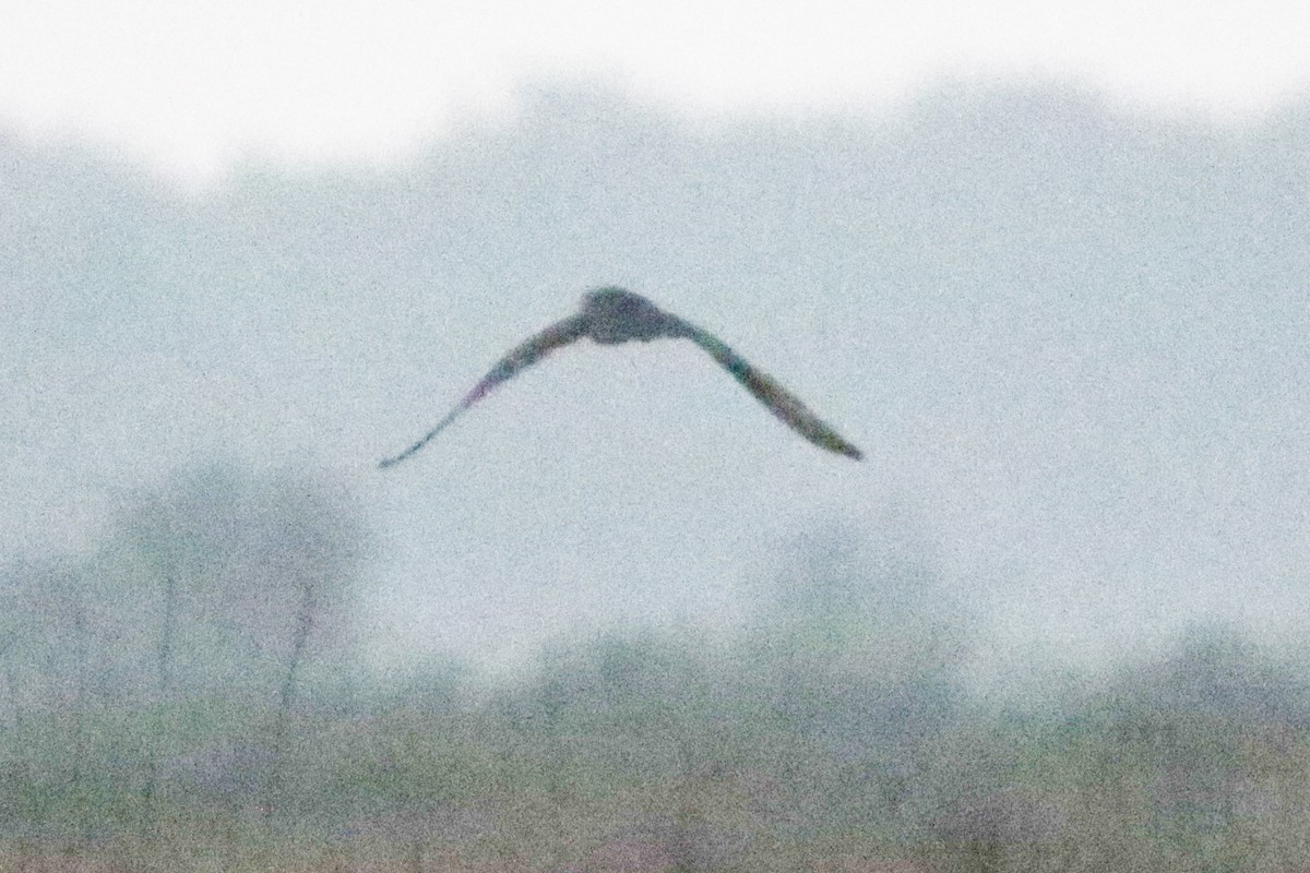 Short-eared Owl - ML632718558