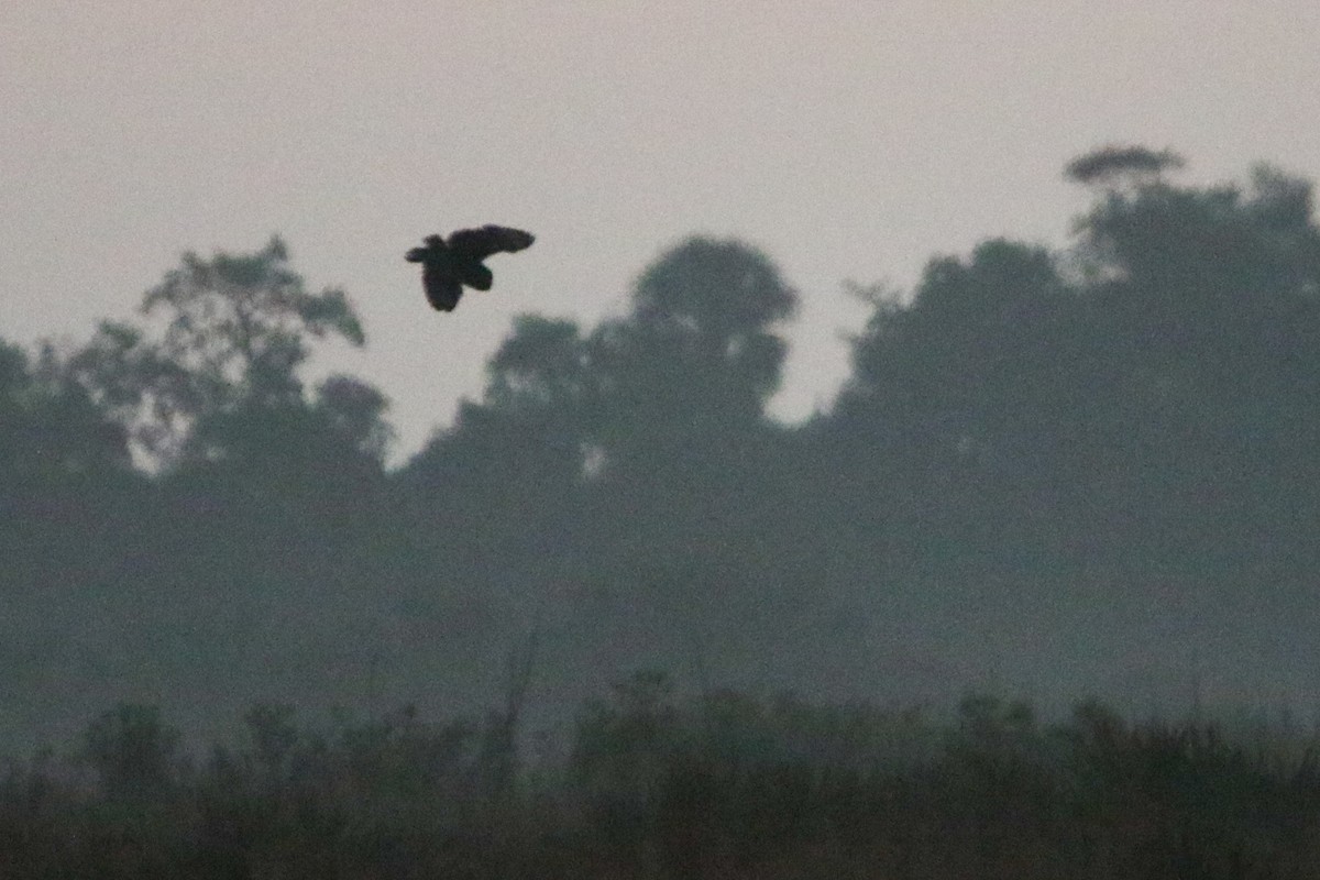 Short-eared Owl - ML632718559