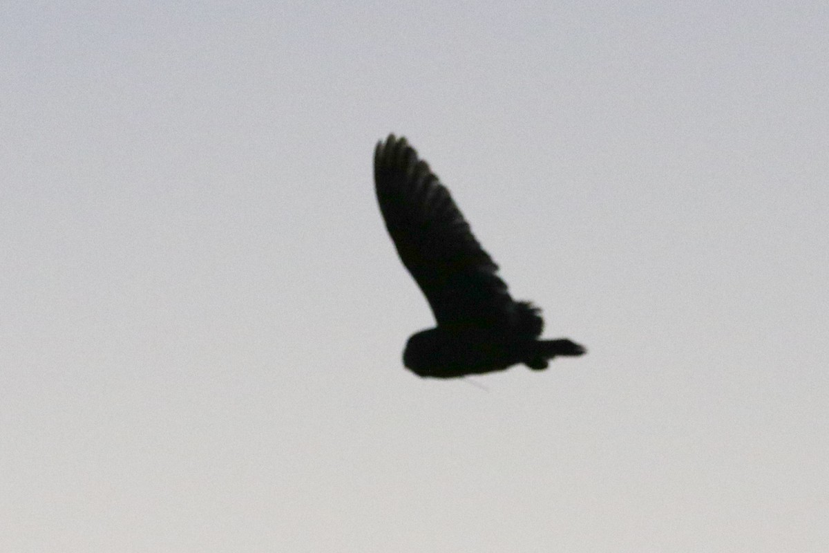 Short-eared Owl - ML632718560