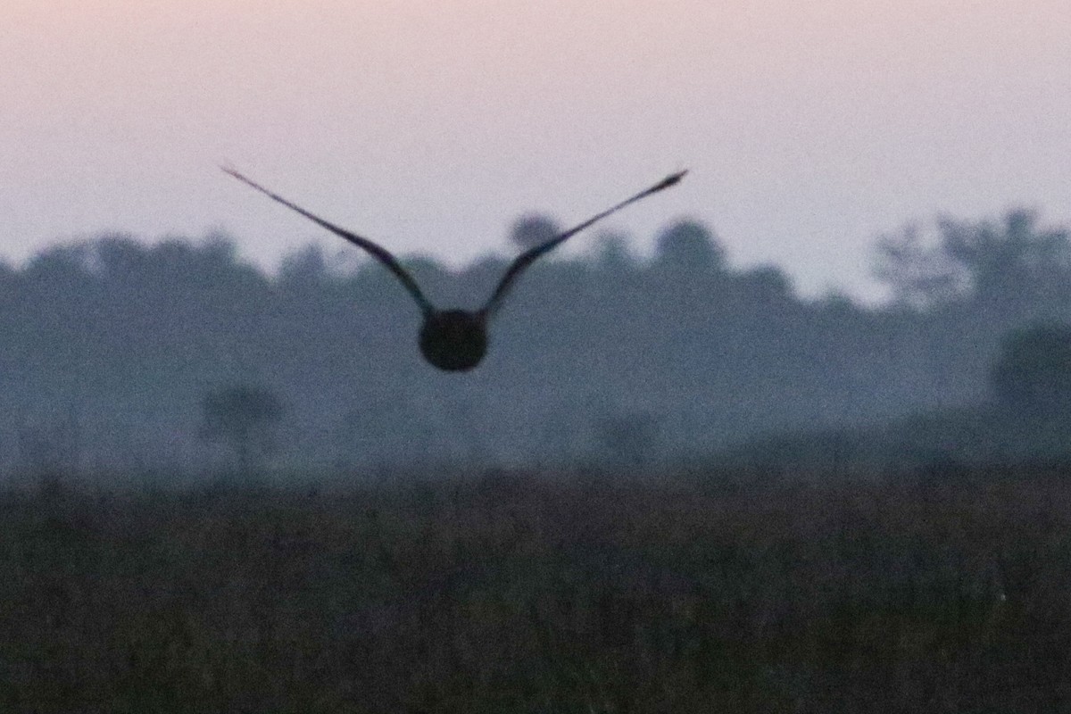 Short-eared Owl - ML632718562