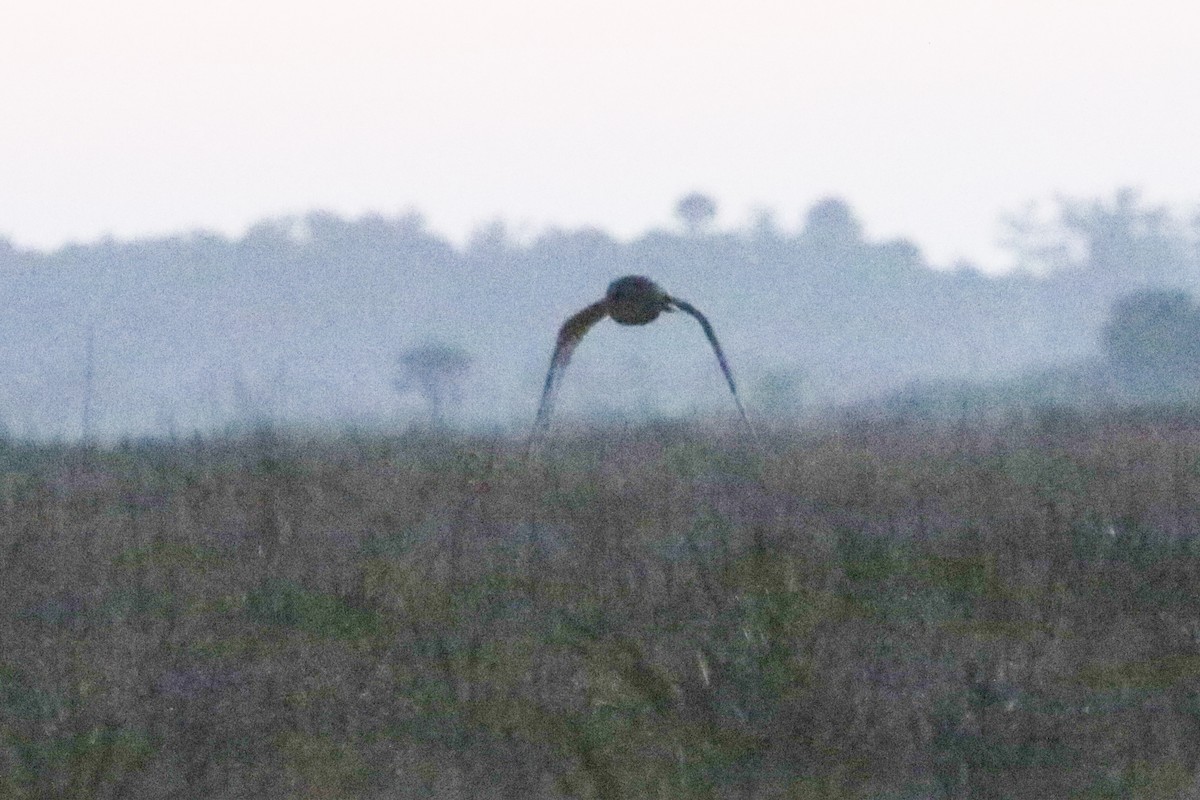 Short-eared Owl - ML632718563