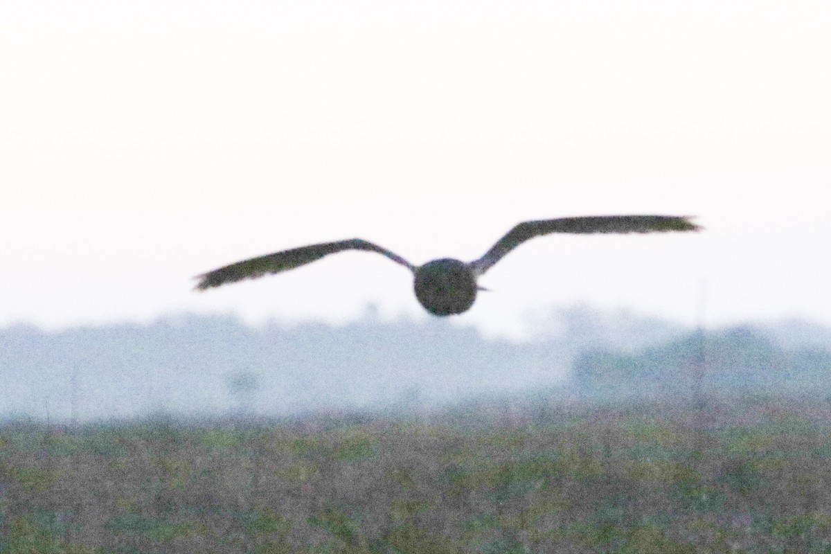 Short-eared Owl - ML632718565