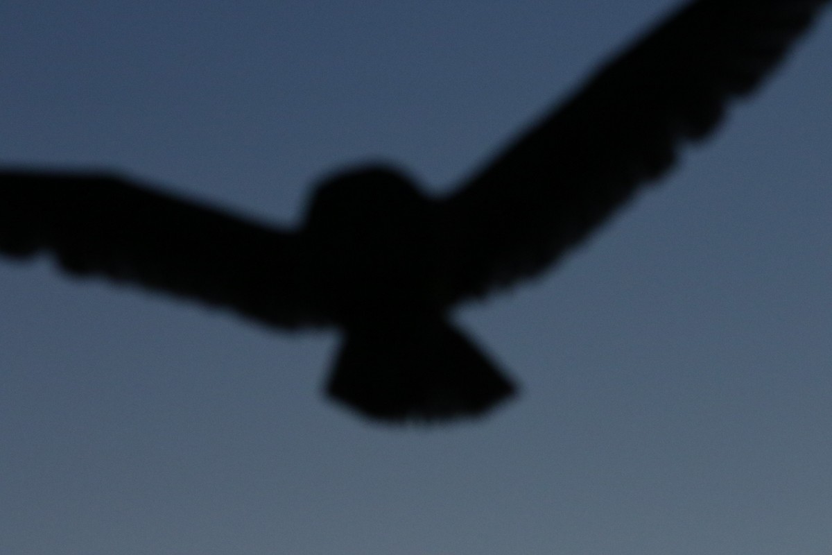 Short-eared Owl - ML632718566