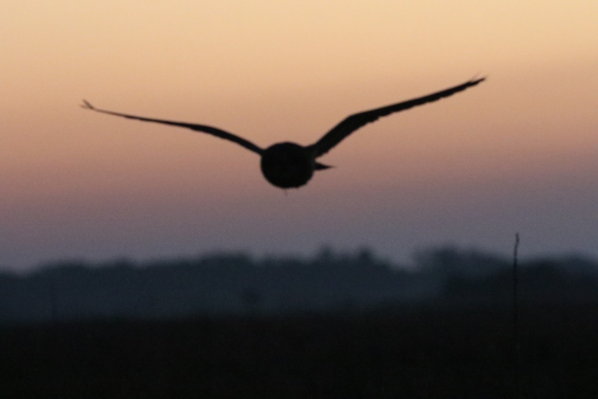 Short-eared Owl - ML632718567