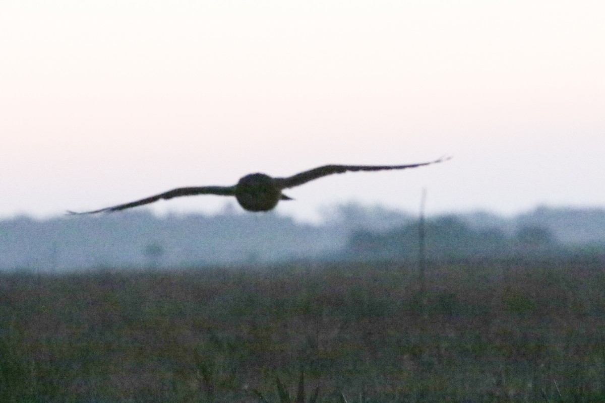 Short-eared Owl - ML632718568