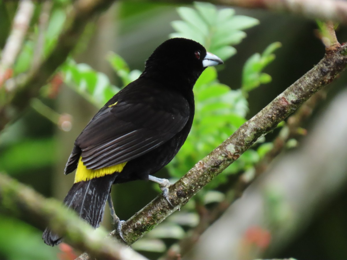 Flame-rumped Tanager (Lemon-rumped) - ML632718729