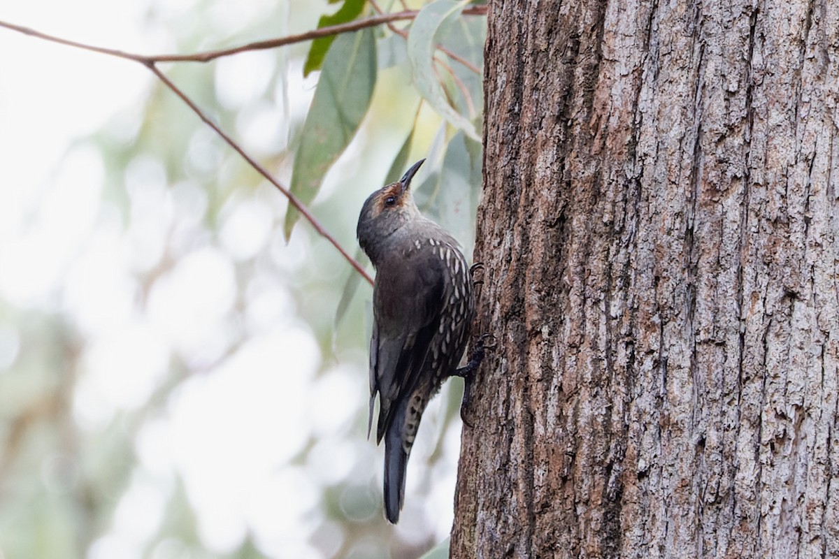 Red-browed Treecreeper - ML632718741