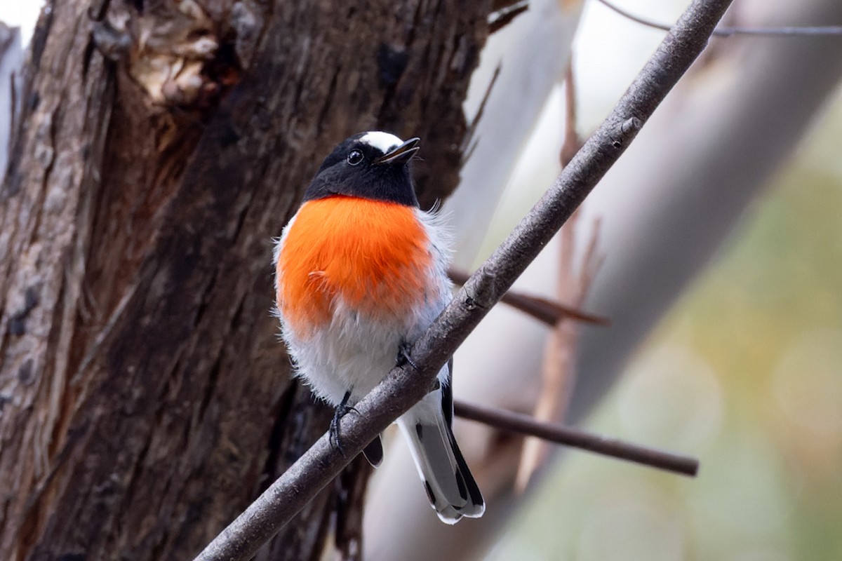Scarlet Robin - ML632718751