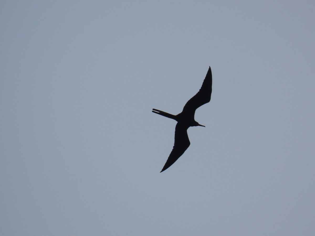Magnificent Frigatebird - ML632718806