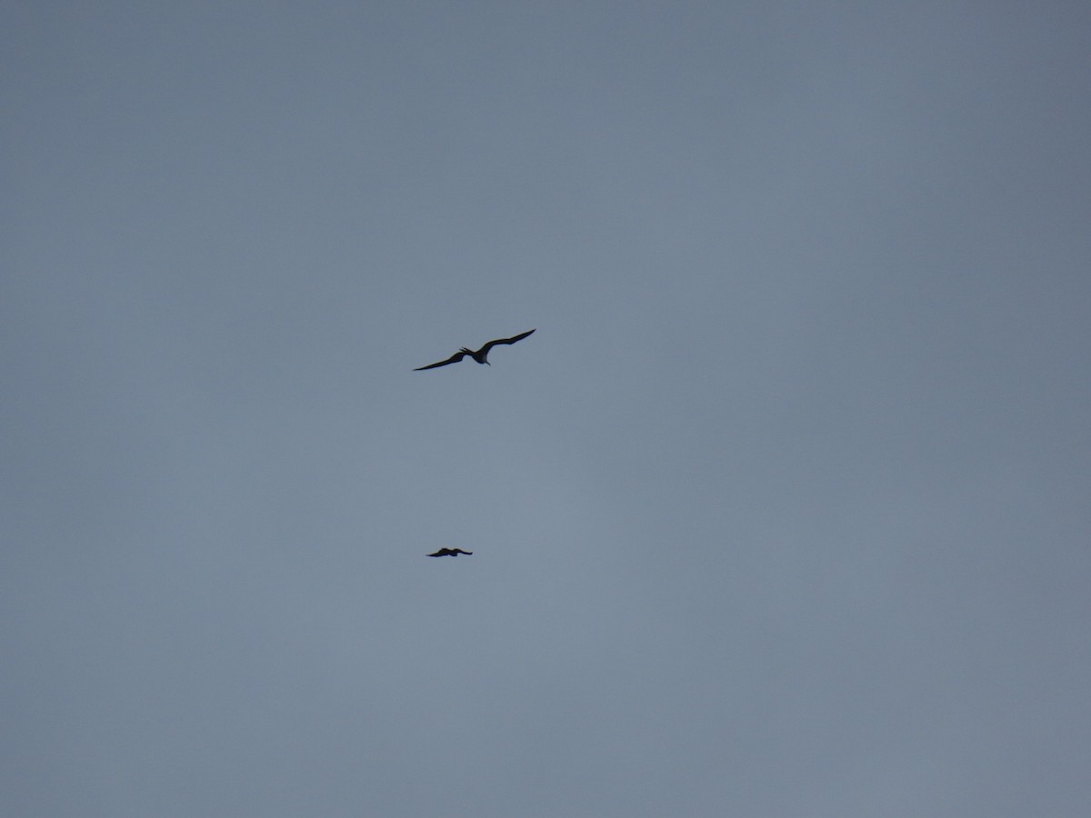 Magnificent Frigatebird - ML632718807