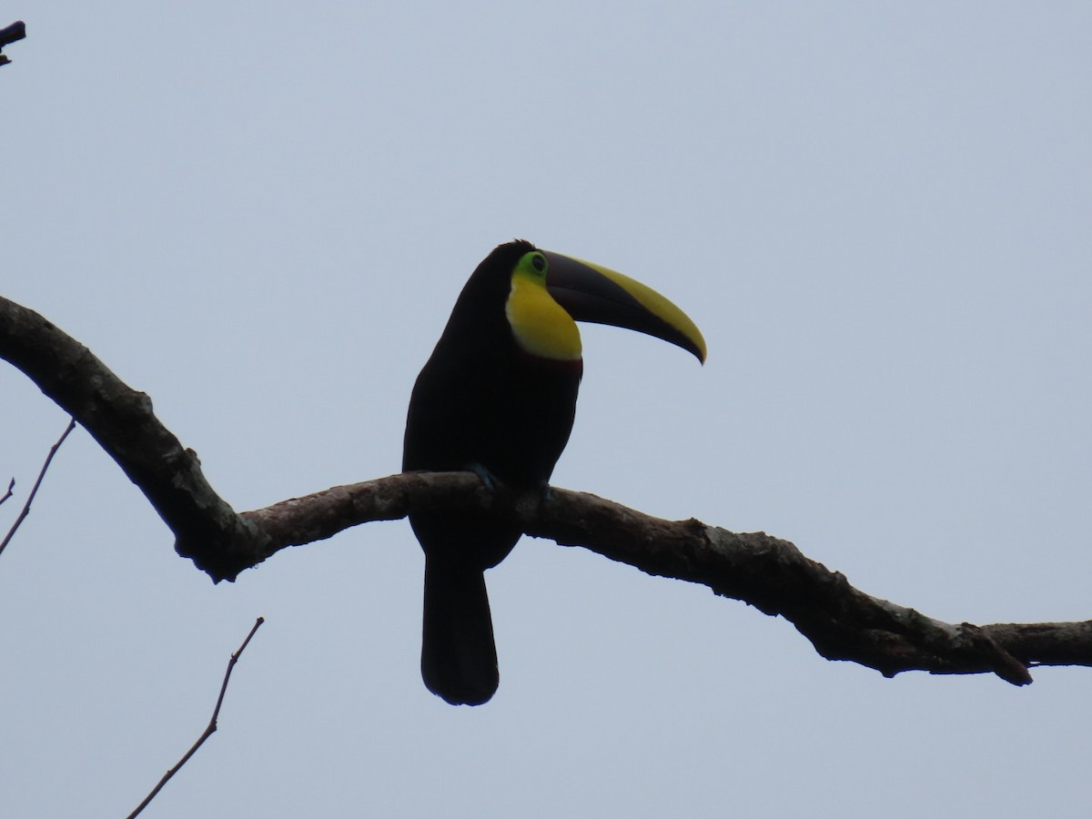 Yellow-throated Toucan (Chestnut-mandibled) - ML632718839