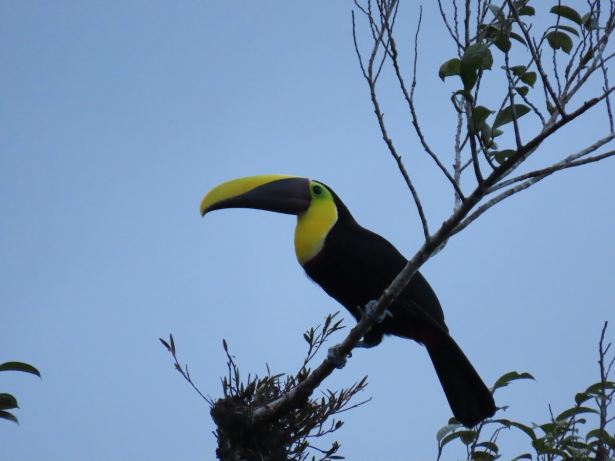 Yellow-throated Toucan (Chestnut-mandibled) - ML632718840